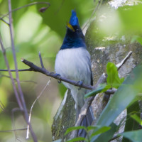 African Crested-Flycatcher